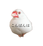 文鳥とは癒しスタンプ(日常会話ver)（個別スタンプ：3）