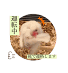 文鳥とは癒しスタンプ(日常会話ver)（個別スタンプ：4）