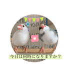 文鳥とは癒しスタンプ(日常会話ver)（個別スタンプ：5）