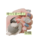 文鳥とは癒しスタンプ(日常会話ver)（個別スタンプ：7）