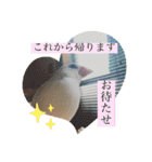 文鳥とは癒しスタンプ(日常会話ver)（個別スタンプ：8）