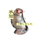 文鳥とは癒しスタンプ(日常会話ver)（個別スタンプ：9）