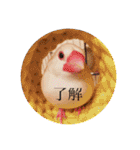文鳥とは癒しスタンプ(日常会話ver)（個別スタンプ：10）