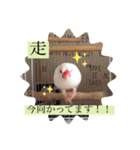 文鳥とは癒しスタンプ(日常会話ver)（個別スタンプ：11）
