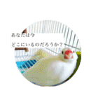 文鳥とは癒しスタンプ(日常会話ver)（個別スタンプ：12）