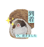 文鳥とは癒しスタンプ(日常会話ver)（個別スタンプ：14）