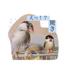 文鳥とは癒しスタンプ(日常会話ver)（個別スタンプ：17）