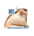 文鳥とは癒しスタンプ(日常会話ver)（個別スタンプ：18）