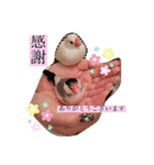 文鳥とは癒しスタンプ(日常会話ver)（個別スタンプ：20）