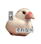 文鳥とは癒しスタンプ(日常会話ver)（個別スタンプ：26）