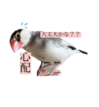 文鳥とは癒しスタンプ(日常会話ver)（個別スタンプ：28）