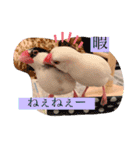 文鳥とは癒しスタンプ(日常会話ver)（個別スタンプ：29）