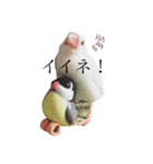 文鳥とは癒しスタンプ(日常会話ver)（個別スタンプ：31）