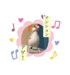 文鳥とは癒しスタンプ(日常会話ver)（個別スタンプ：34）