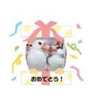 文鳥とは癒しスタンプ(日常会話ver)（個別スタンプ：36）