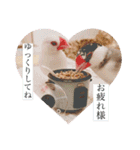 文鳥とは癒しスタンプ(日常会話ver)（個別スタンプ：37）