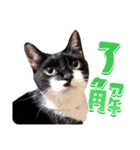 猫のふうちゃんスタンプ（個別スタンプ：1）