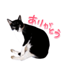 猫のふうちゃんスタンプ（個別スタンプ：2）