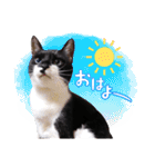 猫のふうちゃんスタンプ（個別スタンプ：3）