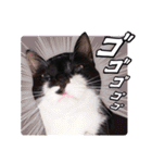 猫のふうちゃんスタンプ（個別スタンプ：5）