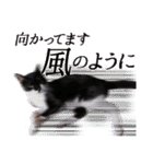 猫のふうちゃんスタンプ（個別スタンプ：6）