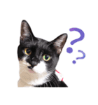 猫のふうちゃんスタンプ（個別スタンプ：7）