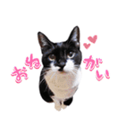 猫のふうちゃんスタンプ（個別スタンプ：8）