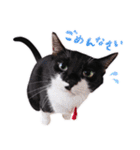 猫のふうちゃんスタンプ（個別スタンプ：9）