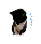 猫のふうちゃんスタンプ（個別スタンプ：10）