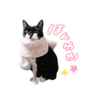 猫のふうちゃんスタンプ（個別スタンプ：11）