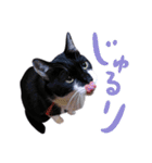 猫のふうちゃんスタンプ（個別スタンプ：14）