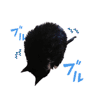 猫のふうちゃんスタンプ（個別スタンプ：15）