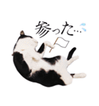 猫のふうちゃんスタンプ（個別スタンプ：16）