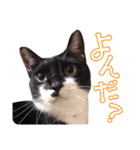 猫のふうちゃんスタンプ（個別スタンプ：17）