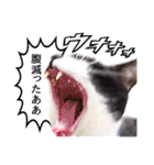 猫のふうちゃんスタンプ（個別スタンプ：18）