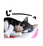 猫のふうちゃんスタンプ（個別スタンプ：19）