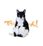 猫のふうちゃんスタンプ（個別スタンプ：20）