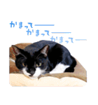 猫のふうちゃんスタンプ（個別スタンプ：23）