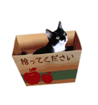 猫のふうちゃんスタンプ（個別スタンプ：24）
