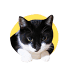 猫のふうちゃんスタンプ（個別スタンプ：25）