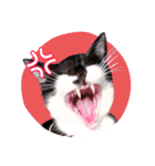 猫のふうちゃんスタンプ（個別スタンプ：26）