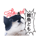 猫のふうちゃんスタンプ（個別スタンプ：29）