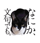 猫のふうちゃんスタンプ（個別スタンプ：30）