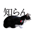 猫のふうちゃんスタンプ（個別スタンプ：32）