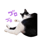 猫のふうちゃんスタンプ（個別スタンプ：33）