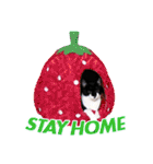 猫のふうちゃんスタンプ（個別スタンプ：34）