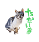 猫のふうちゃんスタンプ（個別スタンプ：35）