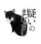 猫のふうちゃんスタンプ（個別スタンプ：37）