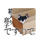 猫のふうちゃんスタンプ（個別スタンプ：38）