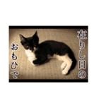 猫のふうちゃんスタンプ（個別スタンプ：39）